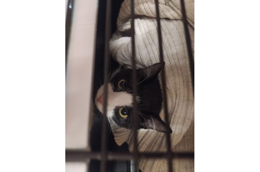 _41